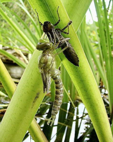 southern hawker